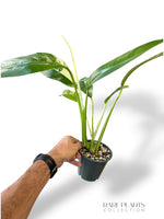 Epipremnum Giganteum White Pearl