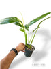 Epipremnum Giganteum White Pearl