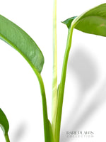 Epipremnum Giganteum White Pearl