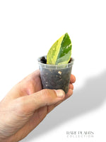 ZZ Variegated