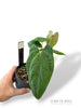 Anthurium Rvdp x Ralph Lynam S1