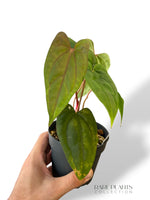 Anthurium Rvdp x Ralph Lynam S1
