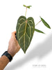 Anthurium Red Spider x (Michelle x Zara)