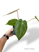 Anthurium Red Spider x (Michelle x Zara)