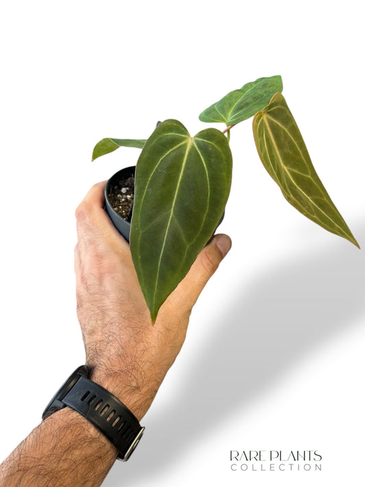 Anthurium NOID Demogorgon x Besseae Batarang