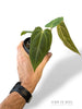 Anthurium NOID Demogorgon x Besseae Batarang