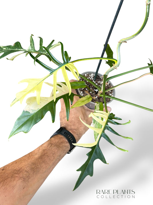 Philodendron Florida Beauty x Tortum Variegata
