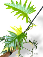 Philodendron Florida Beauty x Tortum Variegata