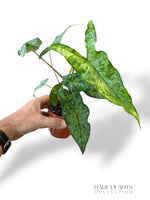 Alocasia Shattered Glass
