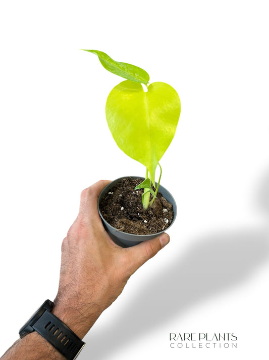 Monstera Lime Banana