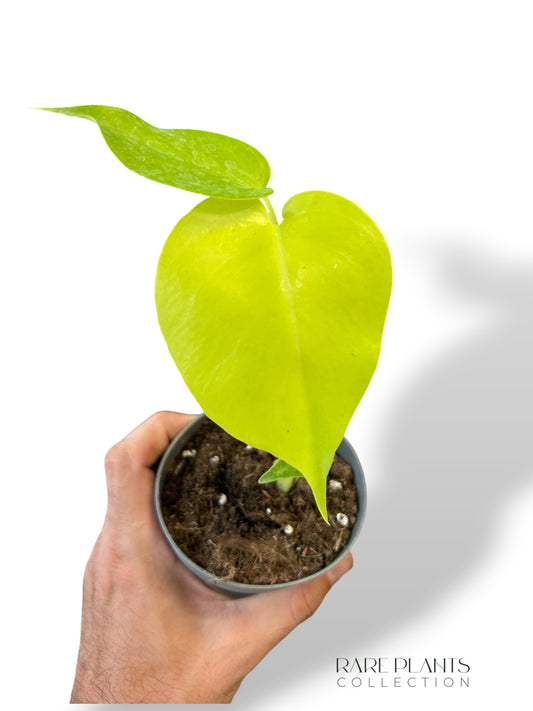 Monstera Lime Banana