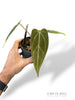 Anthurium NOID Demogorgon x Besseae Batarang