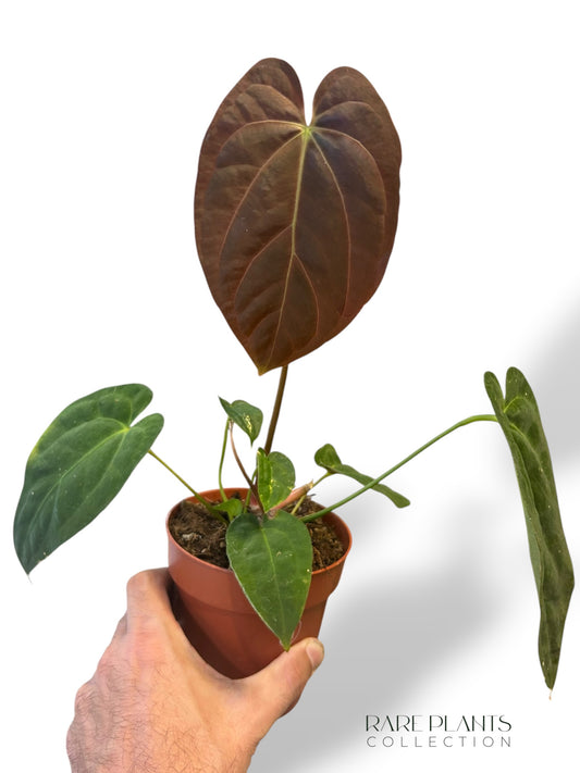 Anthurium Papillilaminum
