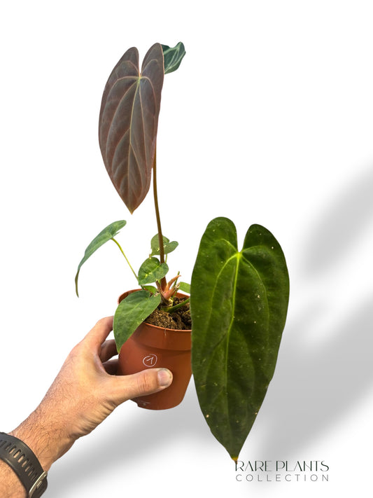 Anthurium Papillilaminum