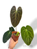 Anthurium Papillilaminum