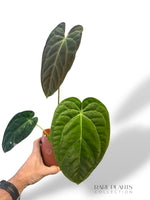 Anthurium Papillilaminum