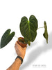 Anthurium Papillilaminum