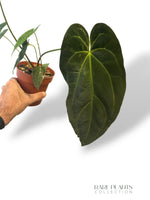 Anthurium Papillilaminum