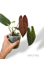 Anthurium Papillilaminum
