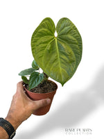 Anthurium NOID