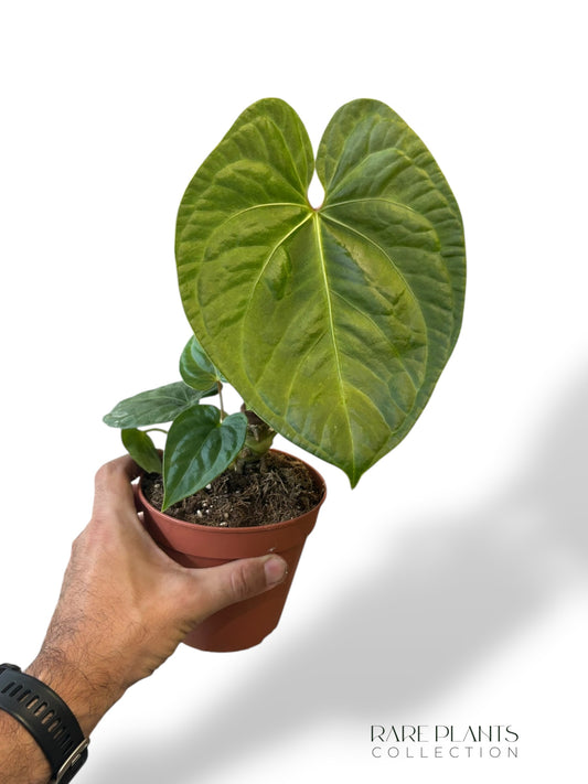 Anthurium NOID