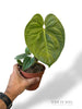 Anthurium NOID