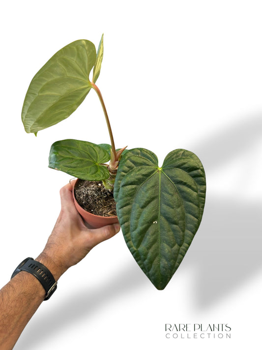 Anthurium NOID