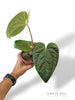 Anthurium NOID