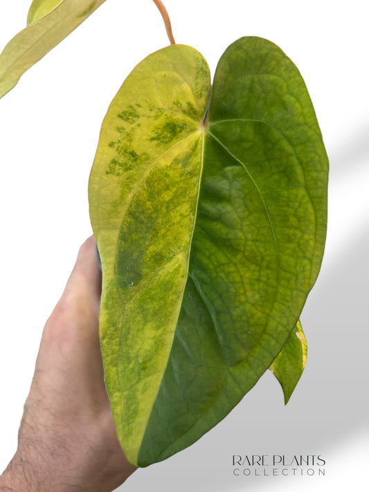 Anthurium Papillilaminum Variegata x Midnight Velvet