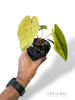 Anthurium Papillilaminum Variegata x Midnight Velvet