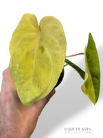 Anthurium Papillilaminum Variegata x Midnight Velvet