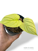 Philodendron Mamei Variegata