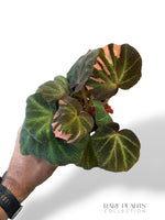 Begonia Soli Mutata Variegata