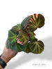 Begonia Soli Mutata Variegata
