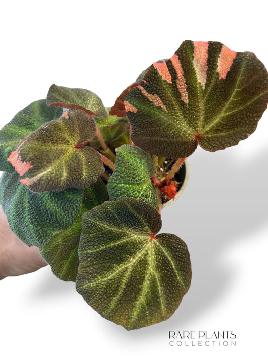 Begonia Soli Mutata Variegata