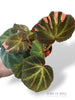 Begonia Soli Mutata Variegata
