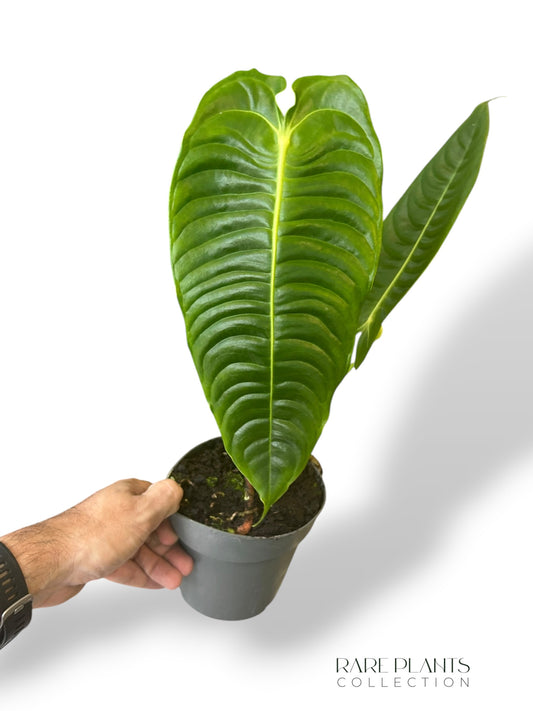 Anthurium Veitchii