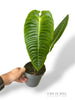 Anthurium Veitchii