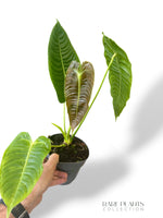 Anthurium Veitchii