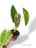 Anthurium Veitchii