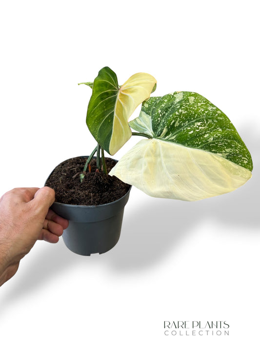 Philodendron Gloriosum Tricolore