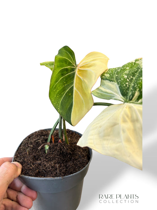 Philodendron Gloriosum Tricolore