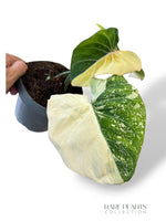Philodendron Gloriosum Tricolore