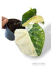 Philodendron Gloriosum Tricolore