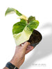 Philodendron Gloriosum Tricolore