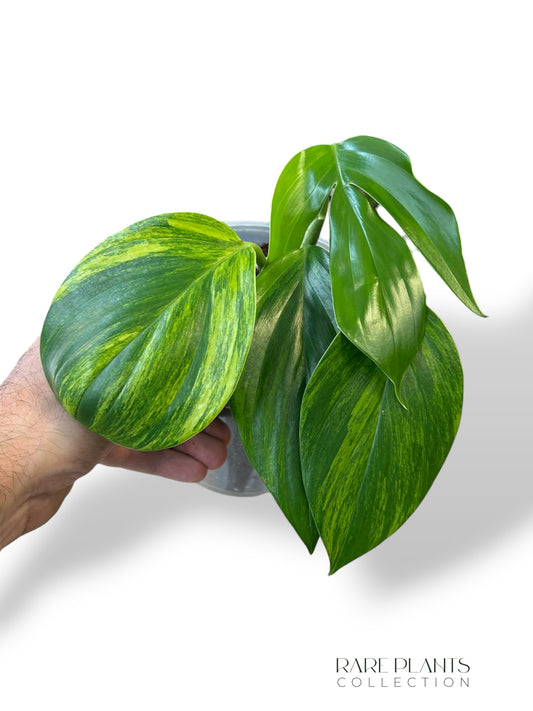 Rhaphidophora Decursiva Variegata