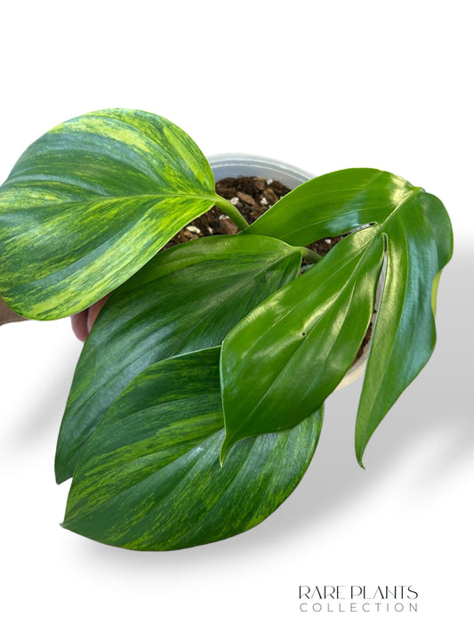 Rhaphidophora Decursiva Variegata