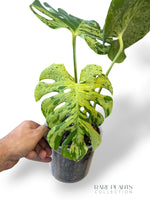 Monstera Bisasam (tc)