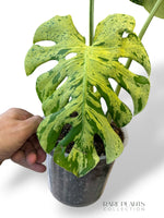 Monstera Bisasam (tc)