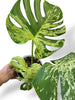 Monstera Bisasam (tc)